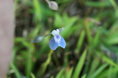 Utricularia lazulina